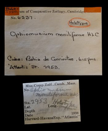 Media type: image;   Invertebrate Zoology OPH-6237 Description: Labels for this specimen included in the specimen tray.;  Aspect: labels